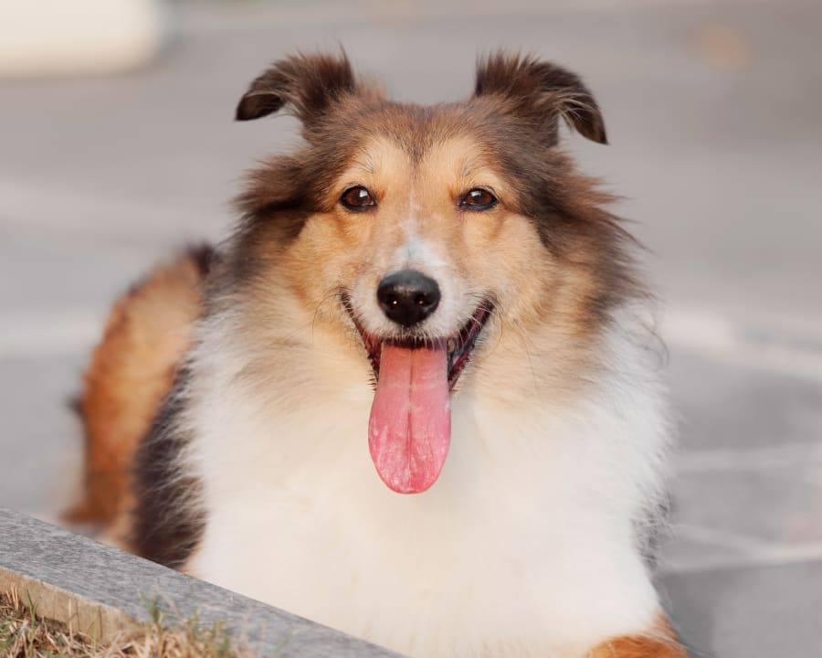Queens Animal Hospital in Queens