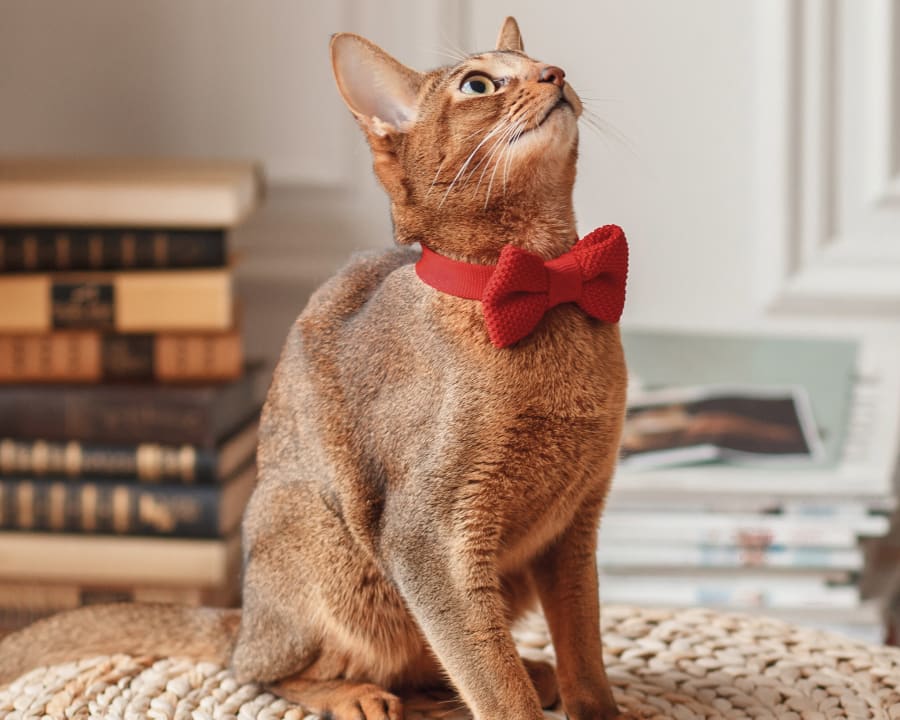 About Queens Animal Hospital, Queens Veterinarian