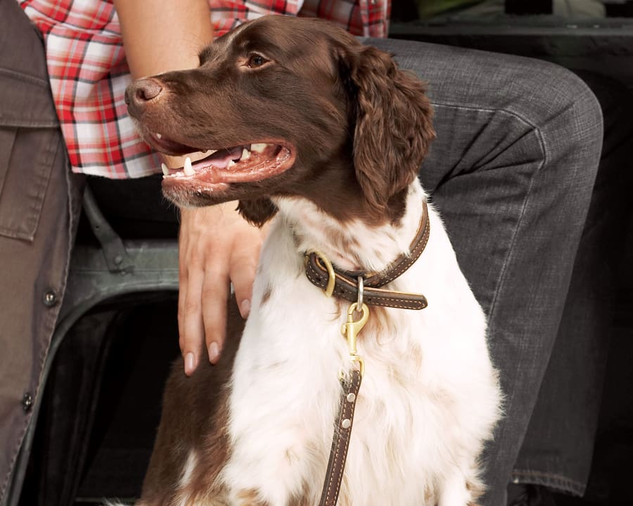 dog after dental exam at vet clinic