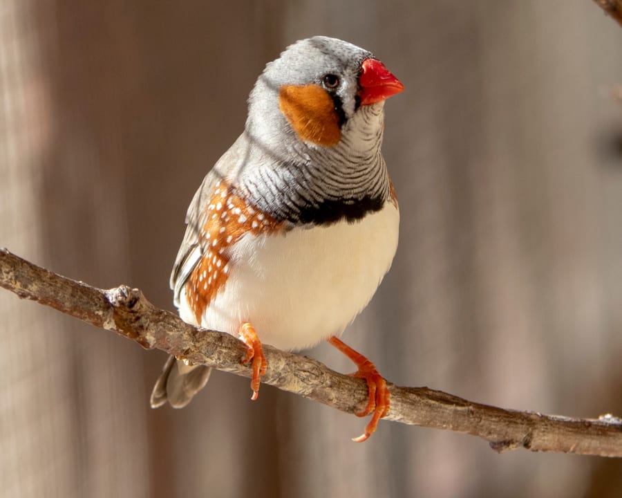Avian & Exotic Pet Services at Queens Veterinarians