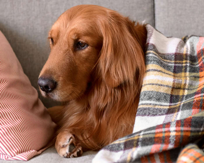 Geriatric Dog Care in Queens