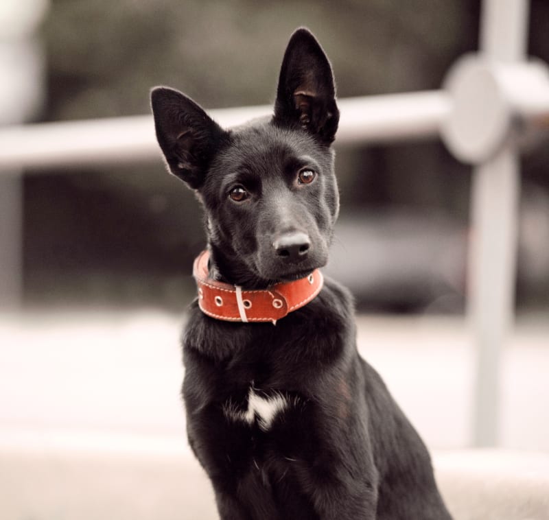 to Queens Animal Hospital Animal Clinic of Queens