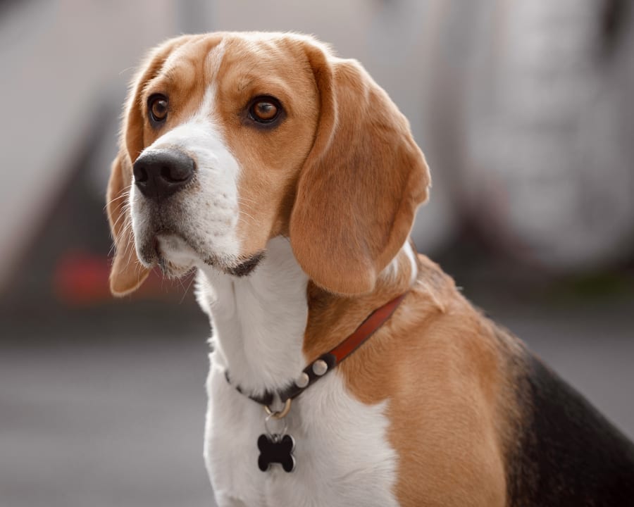 dog after vaccination at animal hospital